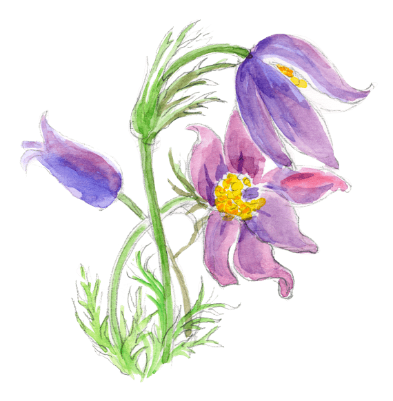 Illustration Küchenschelle