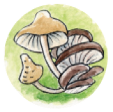 Label „Vitales, langes Leben“