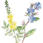 Illustration Spagyrische Pflanzen