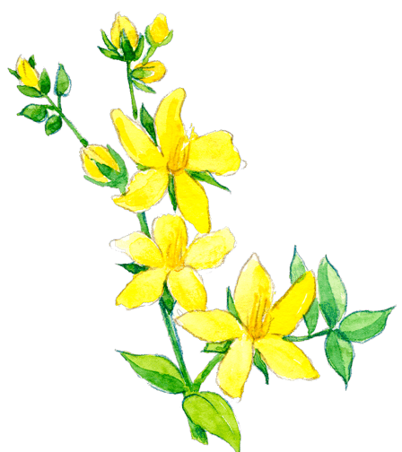 Illustration Johanniskraut